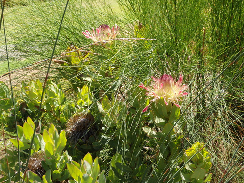 Kirstenbosch National Botanical Garden.